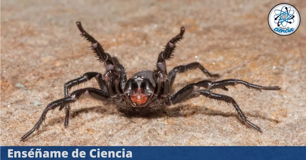 Descubren en Australia los restos de una araña gigantesca de 16 millones de años