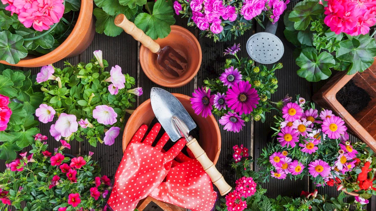 Spring Gardening Essentials You Can Shop on Amazon — Shop Plants, Indoor Gardening Needs and More