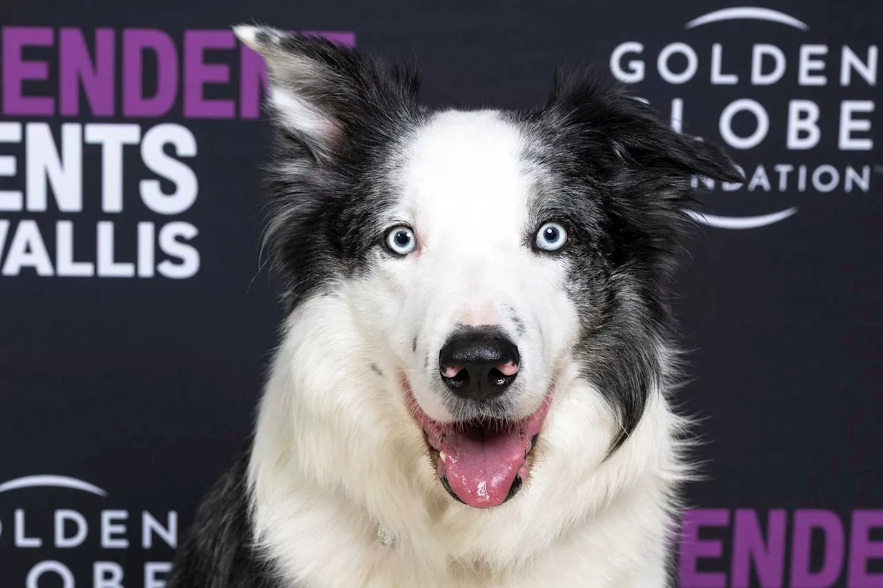 Messi, Anatomy of a Fall's goodest boy, is getting his own TV show