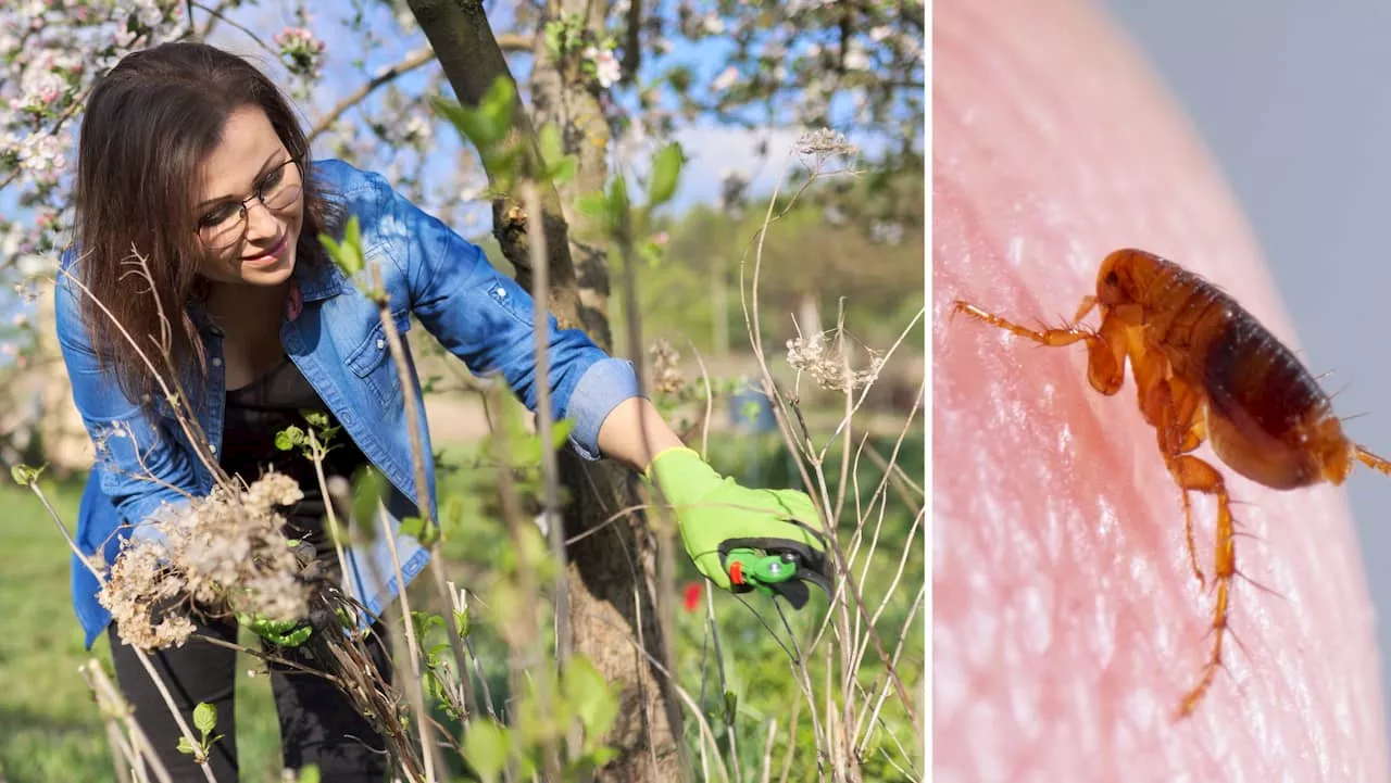 Fågelloppor vaknar om våren – så blir du av med dem