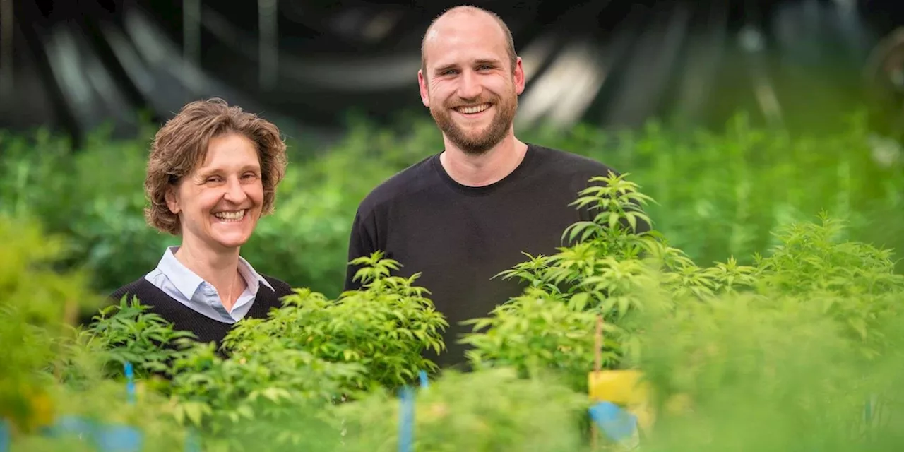 Doktorand baut seit Jahren Cannabis an - für „Hobby-Grower“ hat er einen Tipp