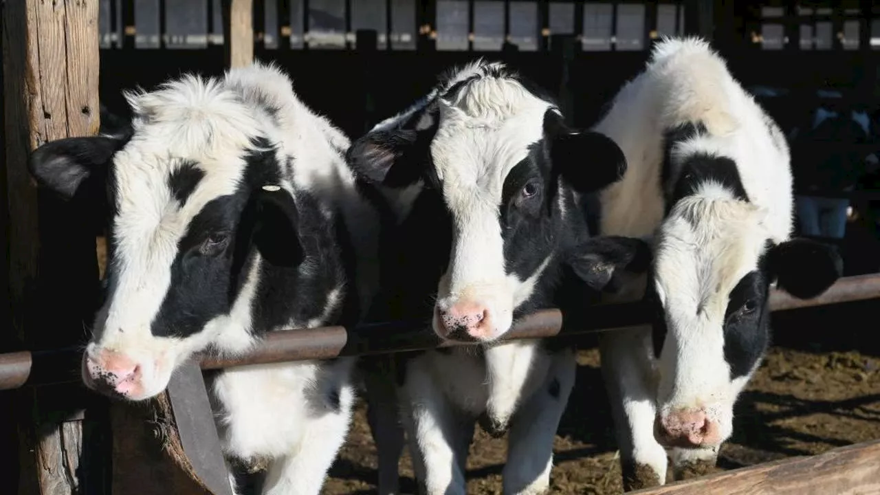 Bird flu virus remnants found in pasteurized milk, FDA says