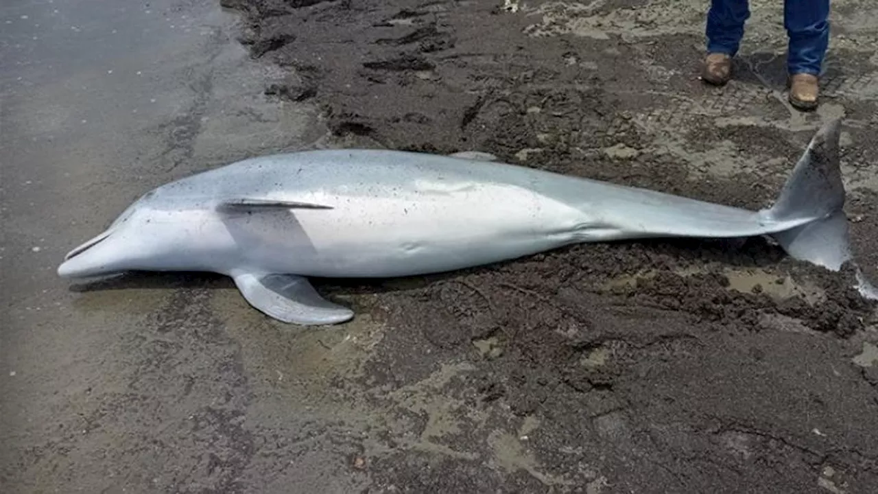 $20,000 Reward Offered After Dolphin Found Shot Dead in Louisiana