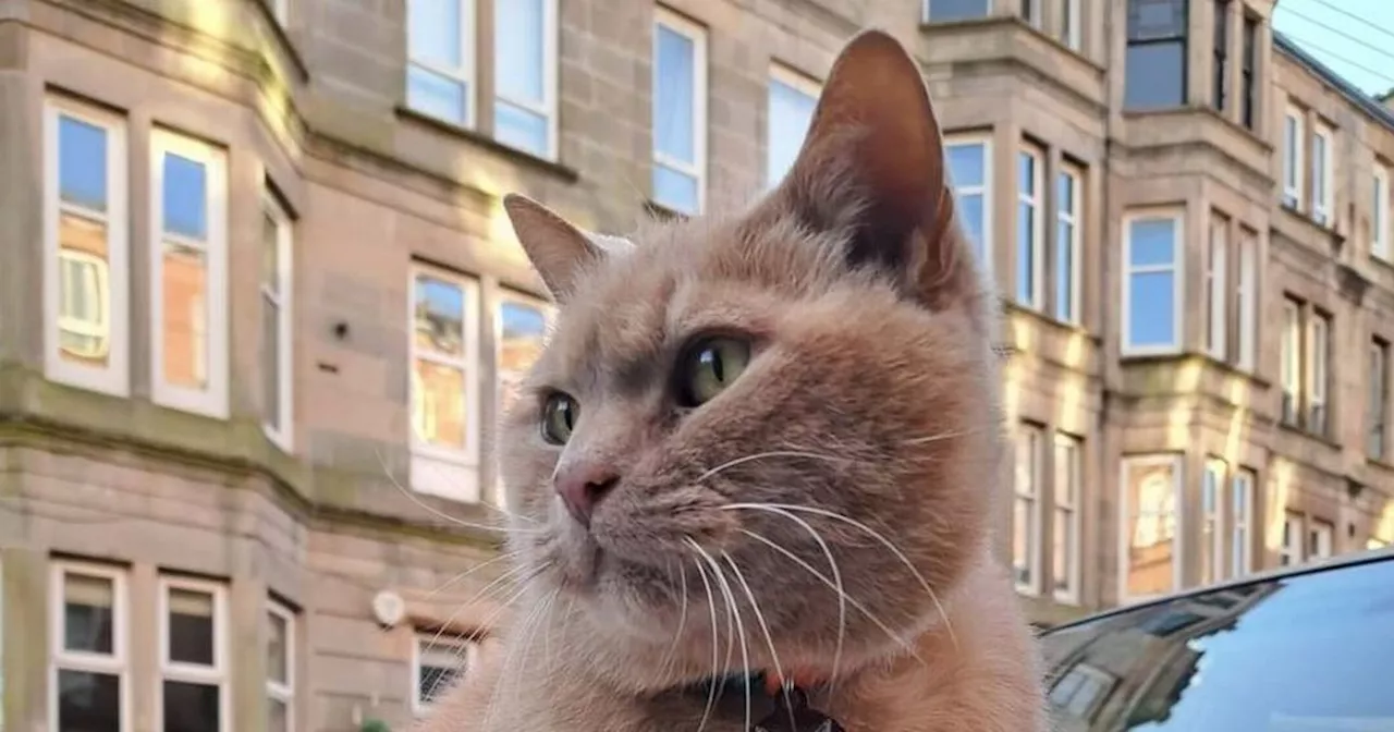 Glasgow celebrity cat considered Google Maps 'tourist attraction'