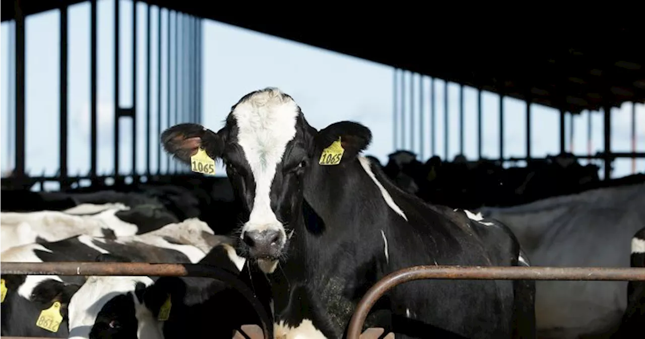 Bird flu concerns over U.S. dairy cattle growing. Here’s what to know