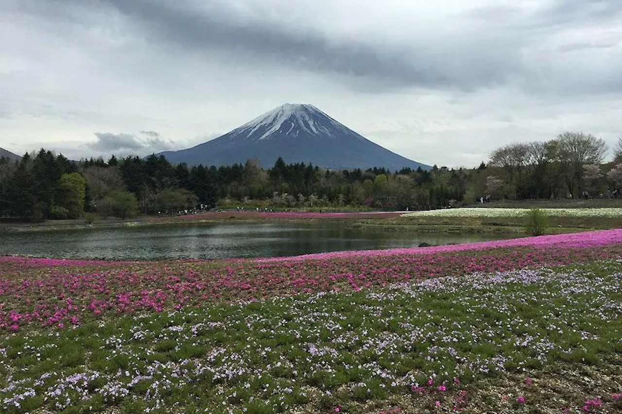 Japan town to block Mount Fuji view from troublesome tourists