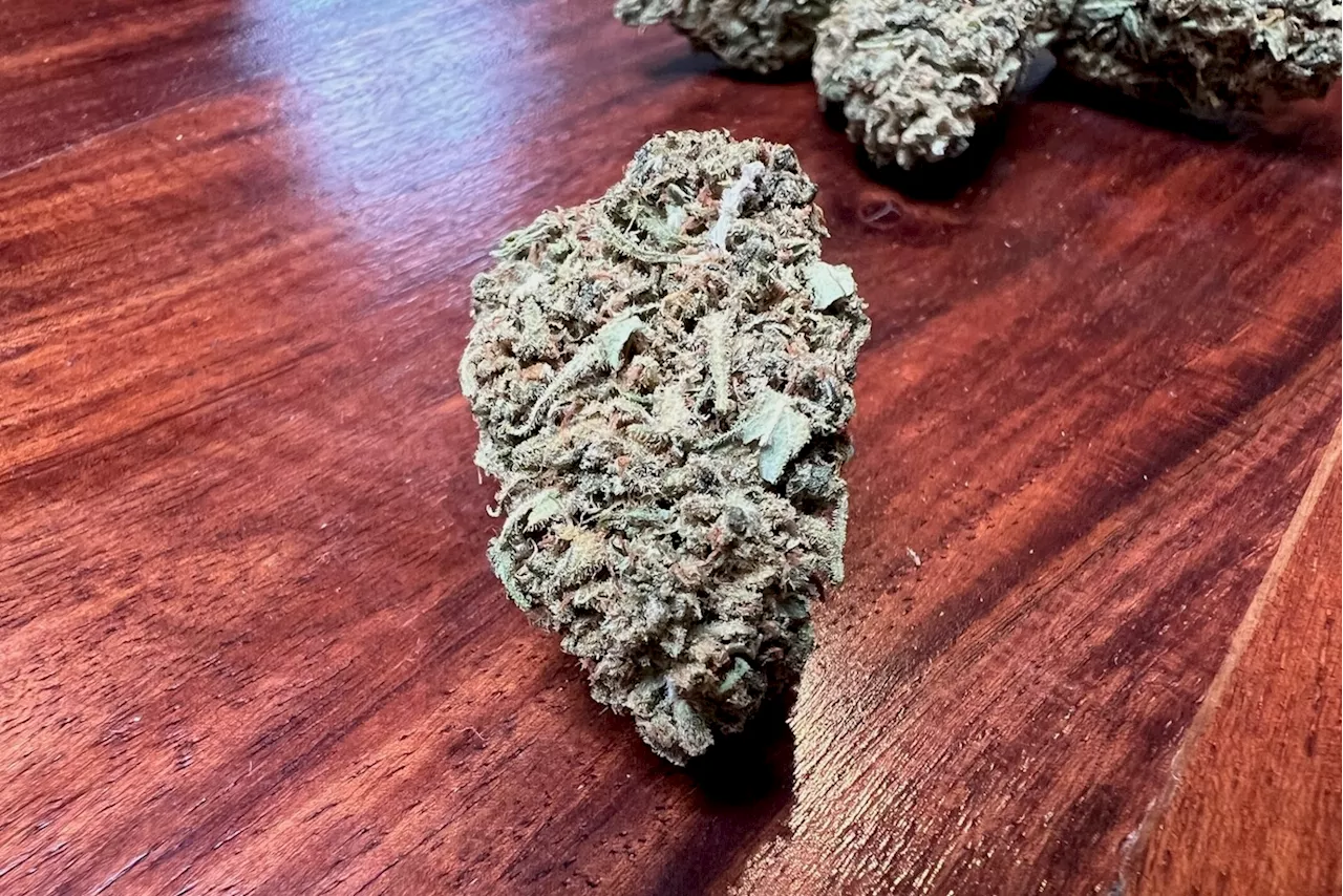 Medizinalcannabis Strain Review: avaay 12/8 CAN