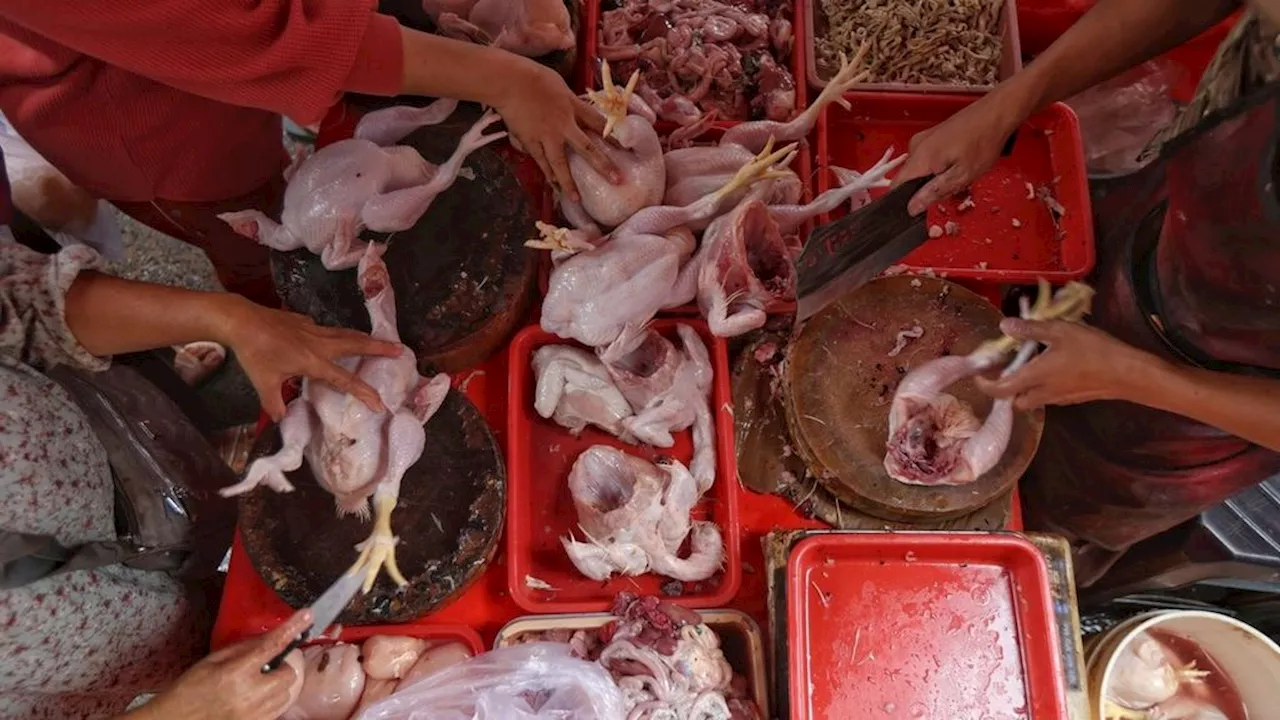 Harga Acuan Telur dan Daging Ayam Ras Naik Rata-rata Rp 3.000 Per Kilogram