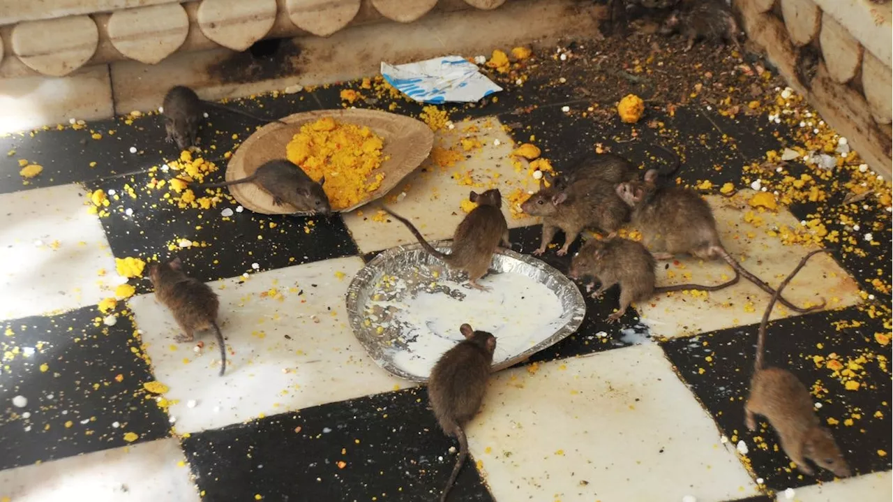 Wer Angst vor Ratten hat, sollte diesen Ort meiden