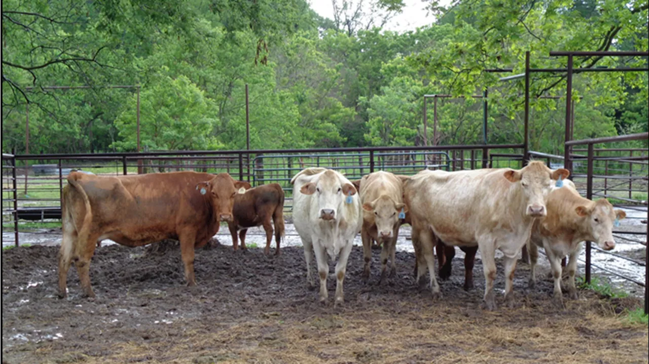  Texas agriculture commissioner responds to FDA reports of bird flu in grocery milk