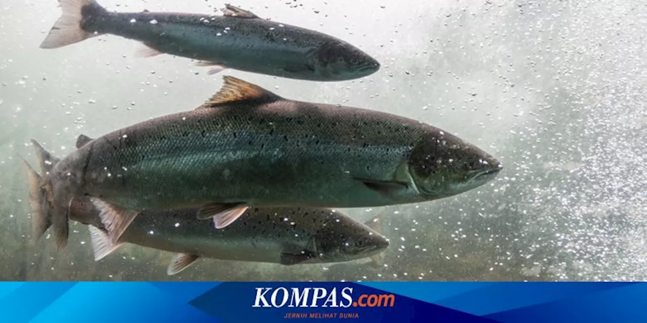 Ilmuwan Temukan Salmon Purba Raksasa yang Memiliki Gigi Besar Mirip Gading