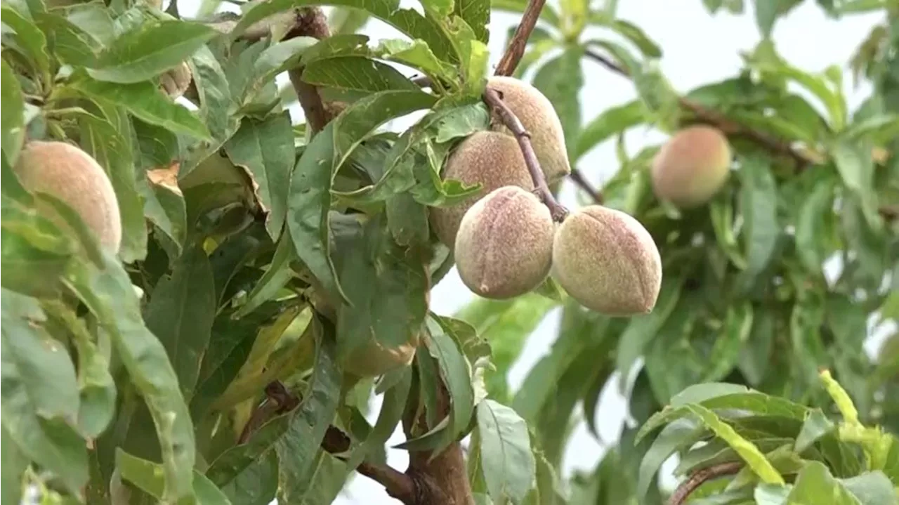 Peach lovers need patience as harvest time nears for the Hill Country