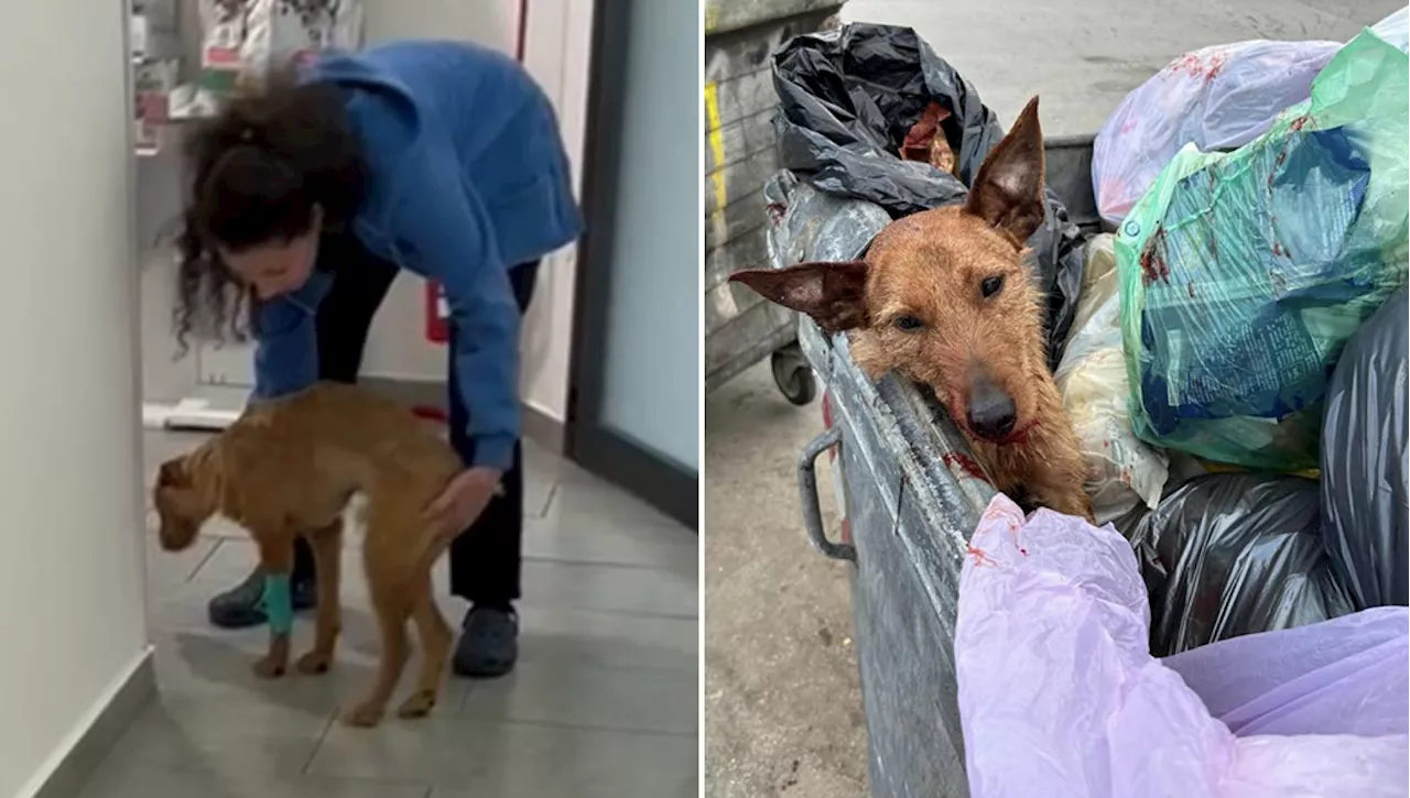 C'è speranza per Honey, il cane preso a picconate a Palermo muove i primi passi