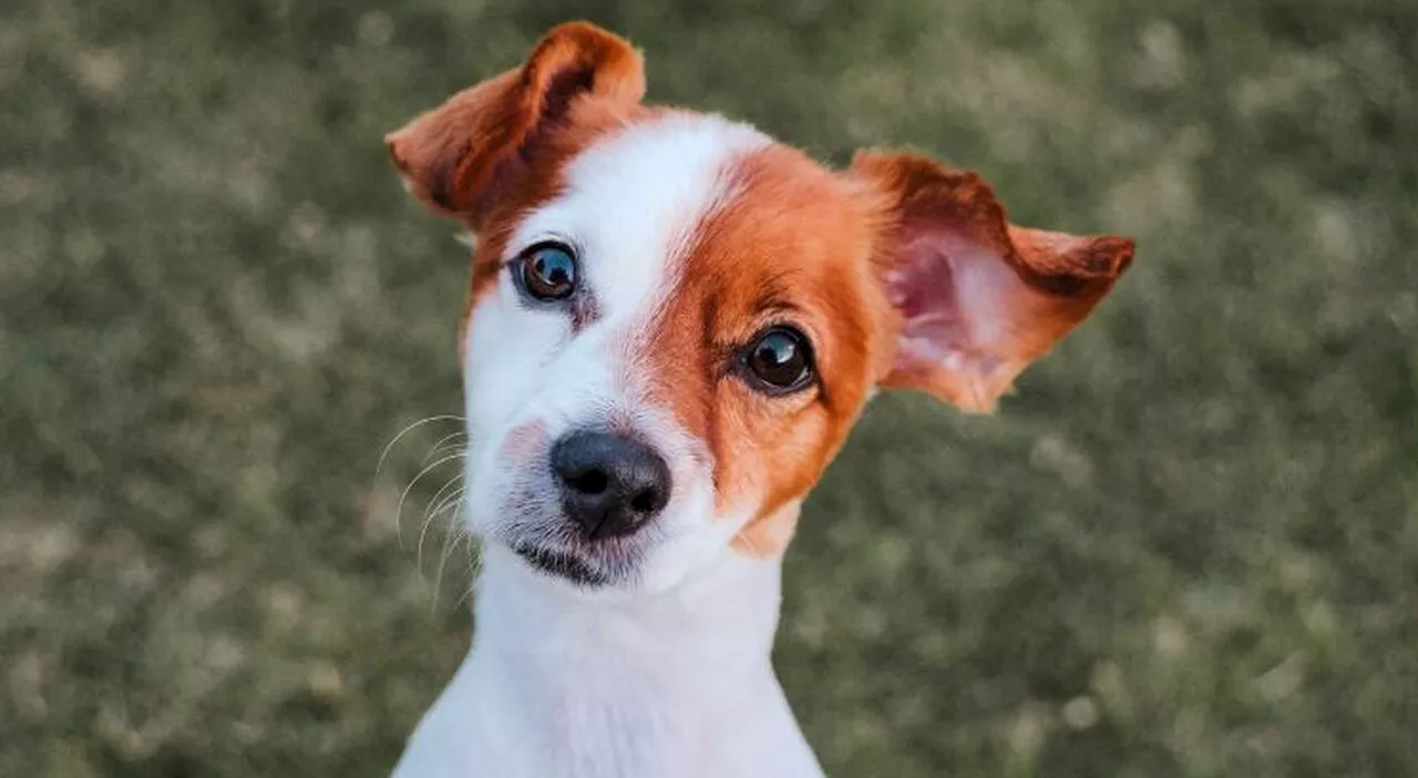 Cagnolina bastonata e poi abbandonata perché sembrava un pitbull: «Voleva solo una carezza»