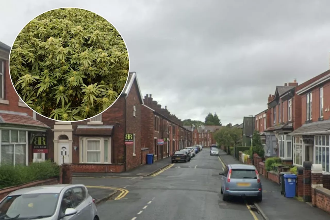 Around 150 cannabis plants worth '£126k' discovered in Chorley after police called to disturbance