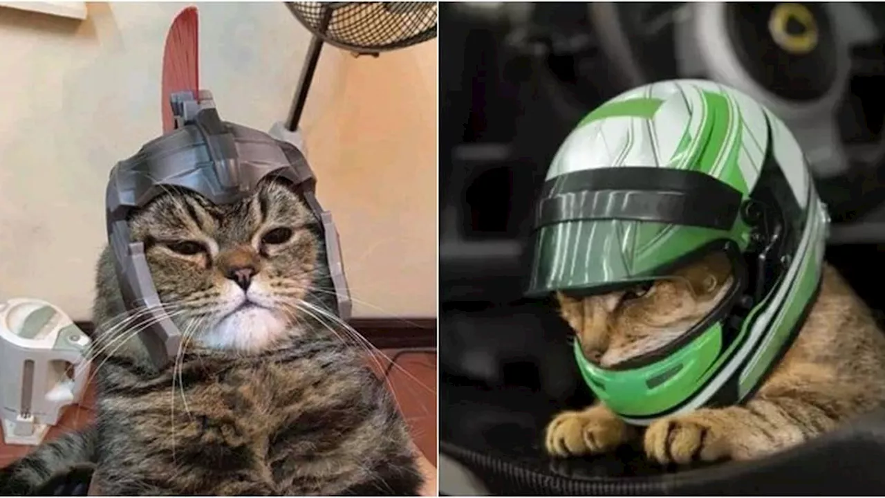 8 Potret Kucing Saat Pakai Helm Ini Bikin Geleng Kepala, Nyeleneh Tapi Bikin Gemas