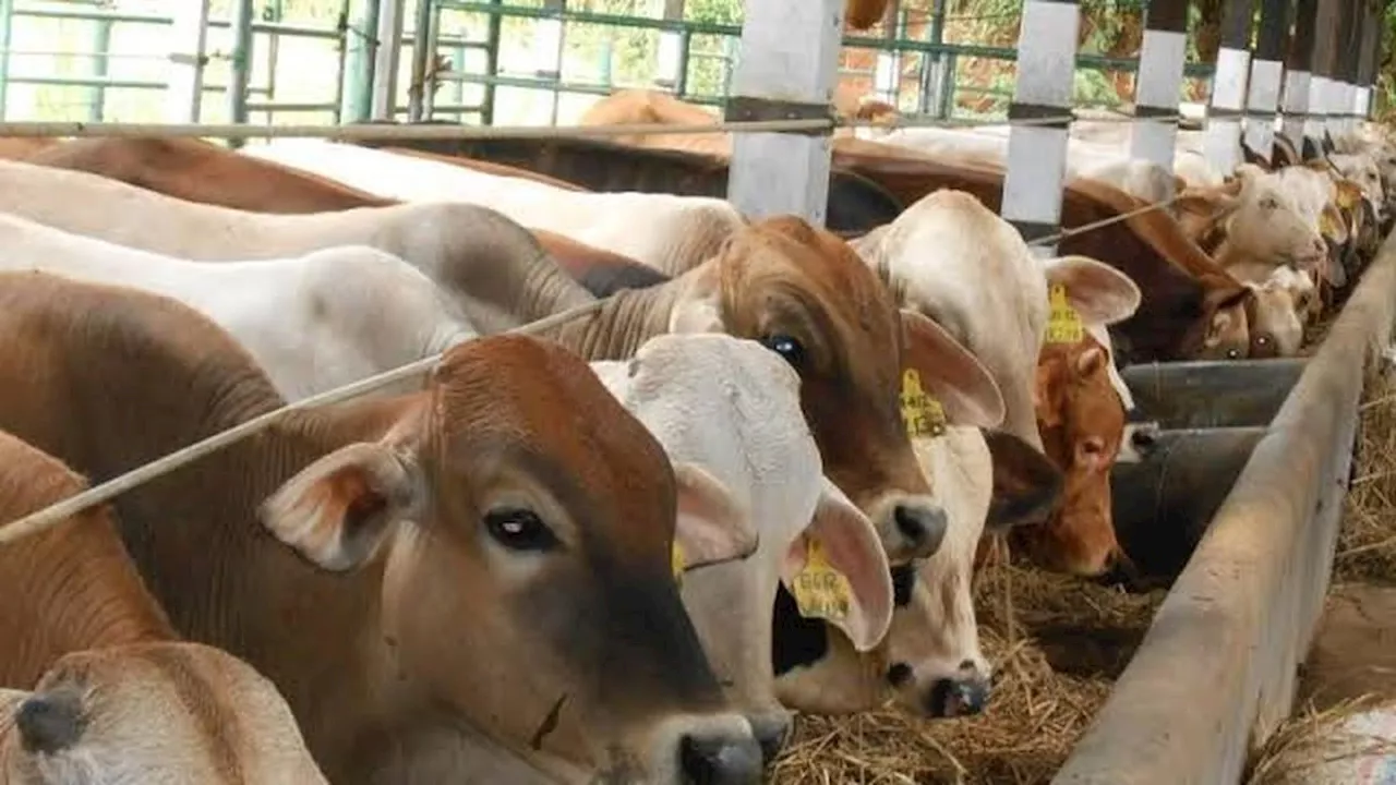 Berkurban Sapi Kolektif 7 Orang atau Kambing Pribadi, Mana yang Lebih Utama?