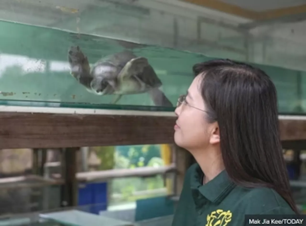 ‘I’m so touched’: S$54,000 in donations pour in for embattled live turtle museum in Singapore after plea from operator