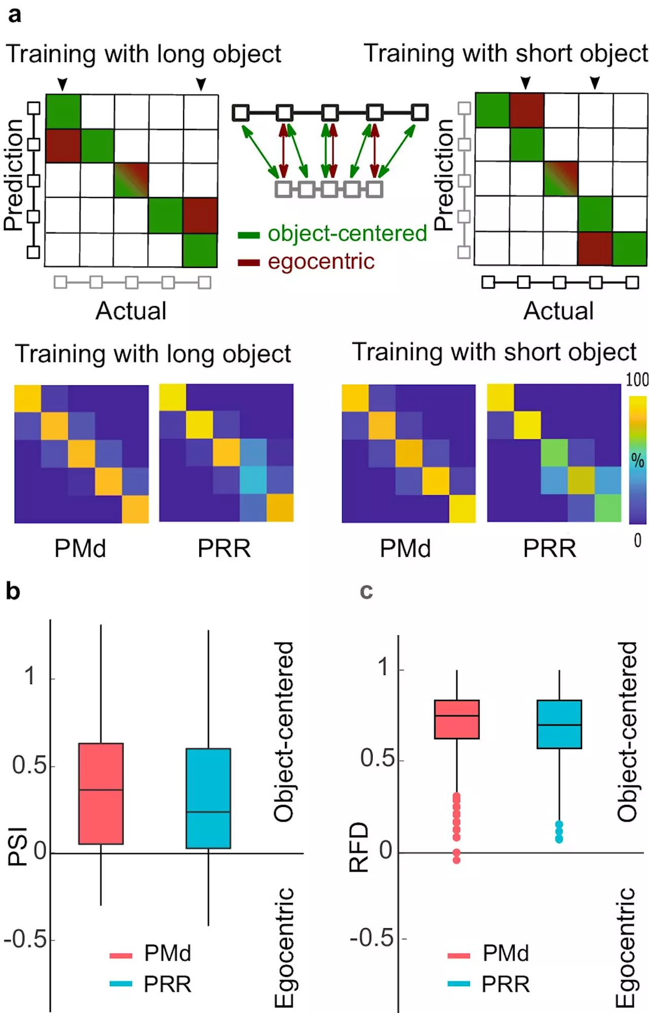 Neuroscientists investigate how the target of an arm movement is spatially encoded in the primate brain