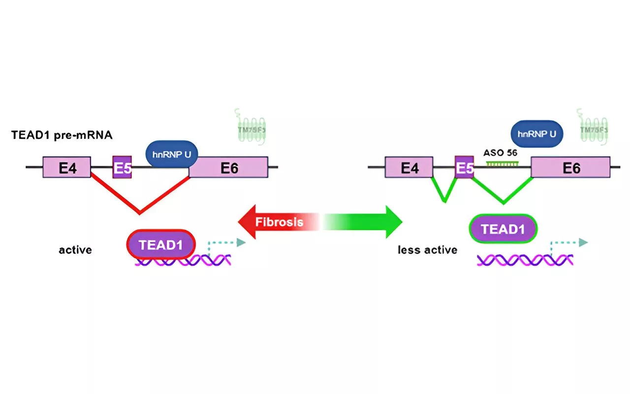 Scientists discover a new signaling pathway and design a novel drug for liver fibrosis