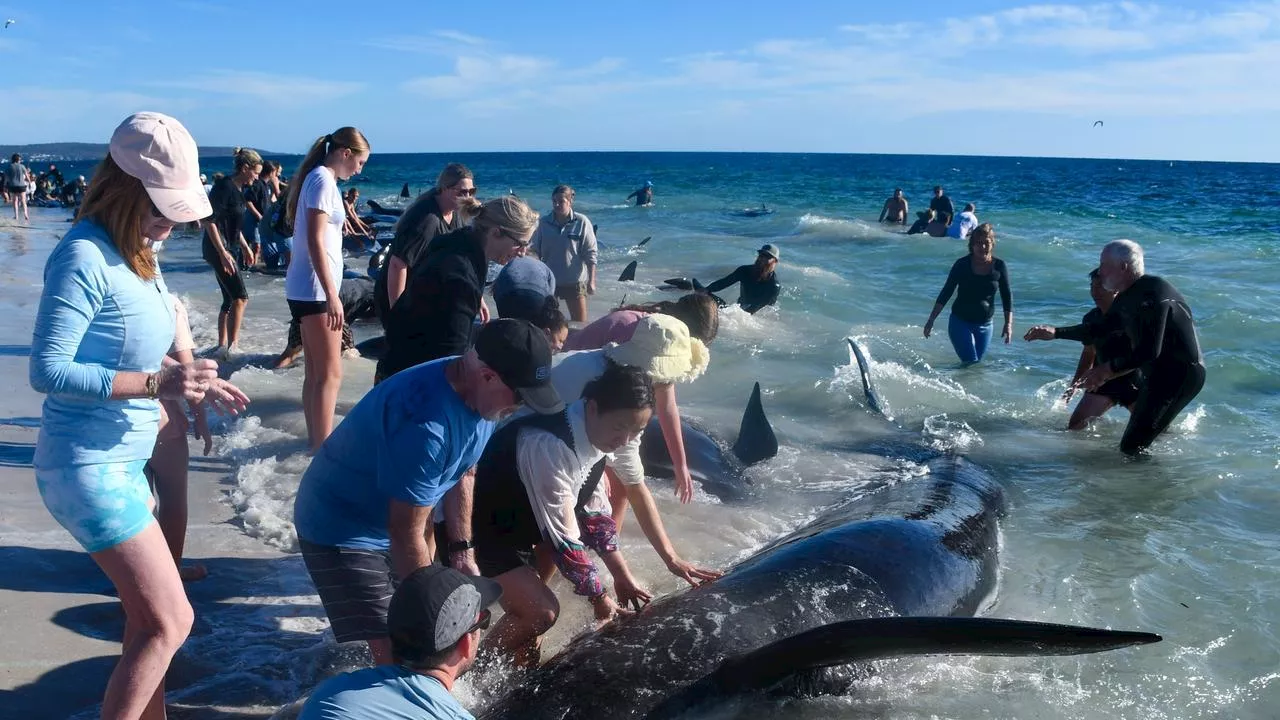 ’Puzzling’ reasons for mass whale stranding