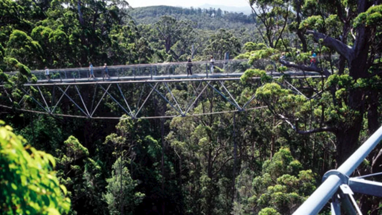 ‘Suspicious’: Bushfire near 400yo trees