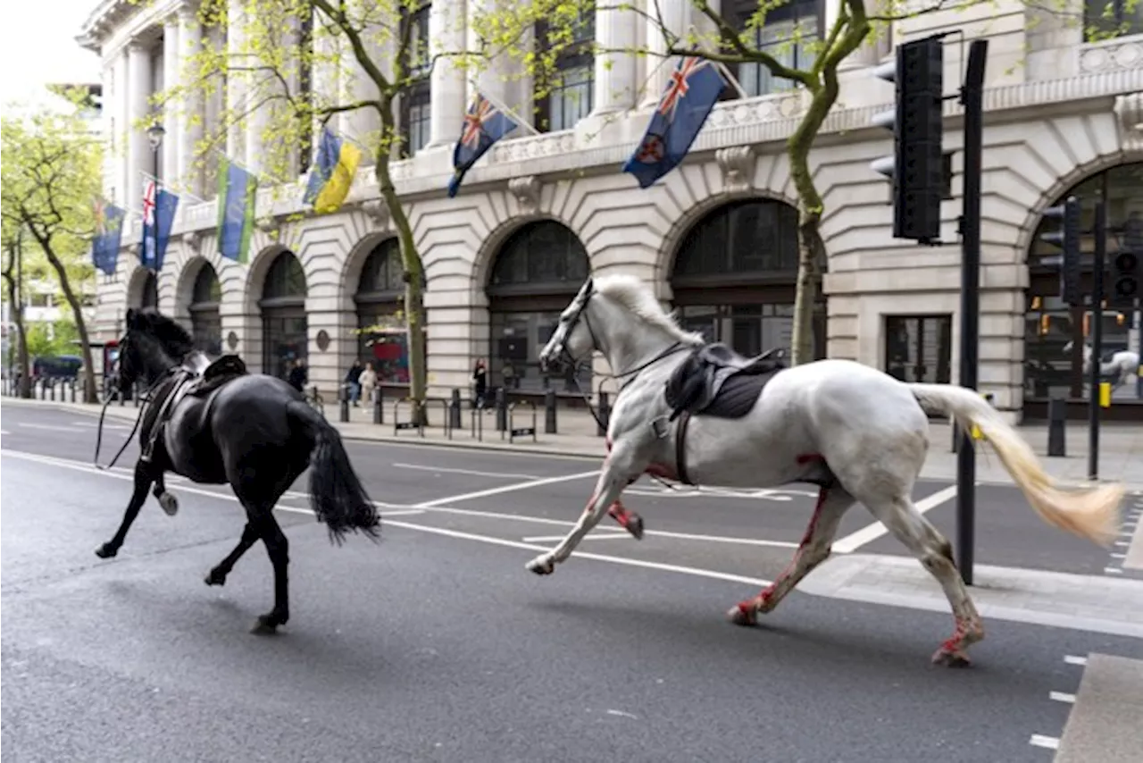 Nieuwe beelden tonen hoe koninklijk paard tegen e-bikes aanloopt en ten val komt in Londen