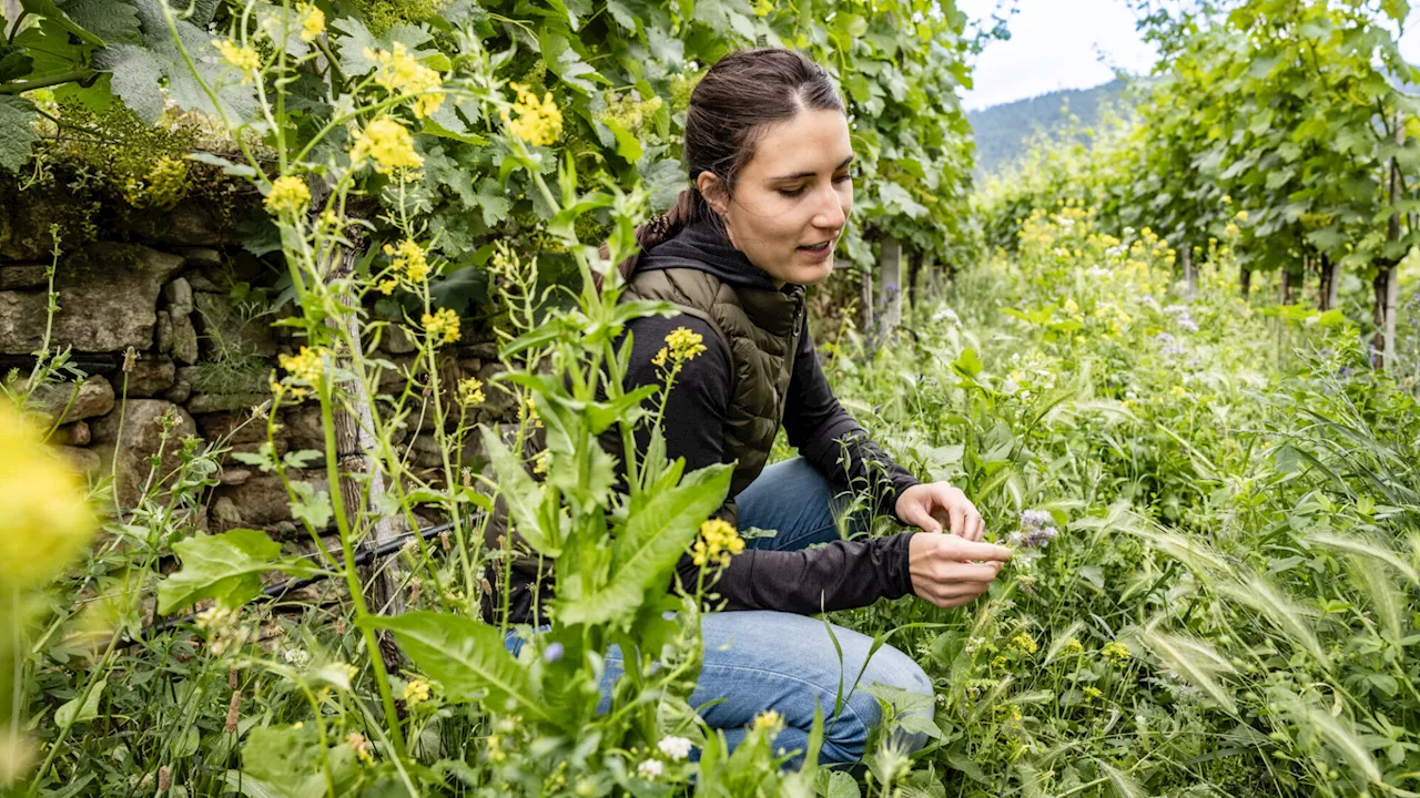 Erste „nachhaltige“ Weine der Vinea Wachau zu verkosten