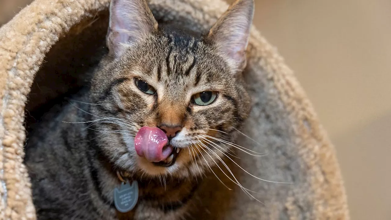 Feuchtnahrung im Warentest: Katzenfutter vom Discounter ist Preis-Leistungs-Sieger