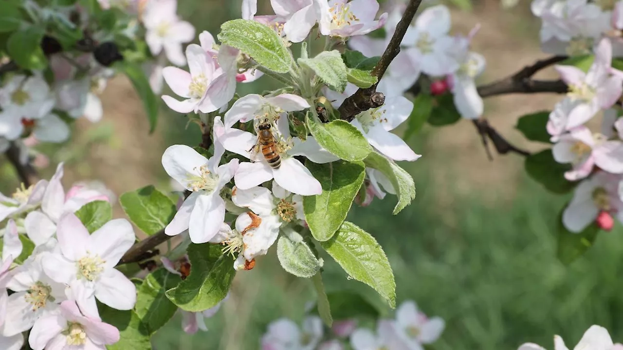 Thüringen: Verband: Starke Frostschäden im Obstbau, Hoffnung bei Äpfeln