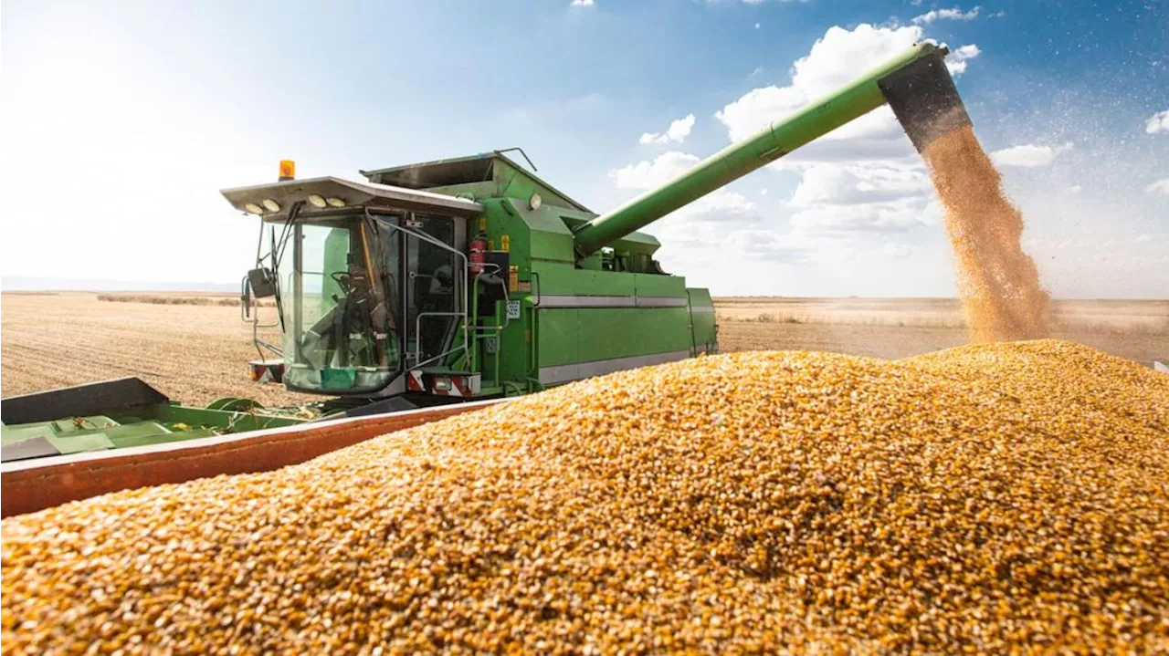Ingreso de divisas: “los pros y los contra” para que el campo liquide la cosecha