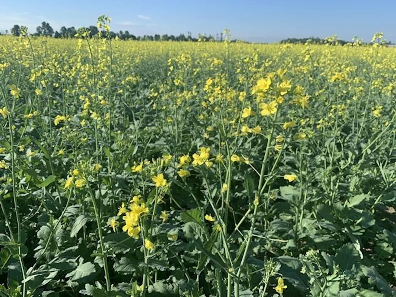 As the climate changes, so too do Canadians' farm fields and dinner tables