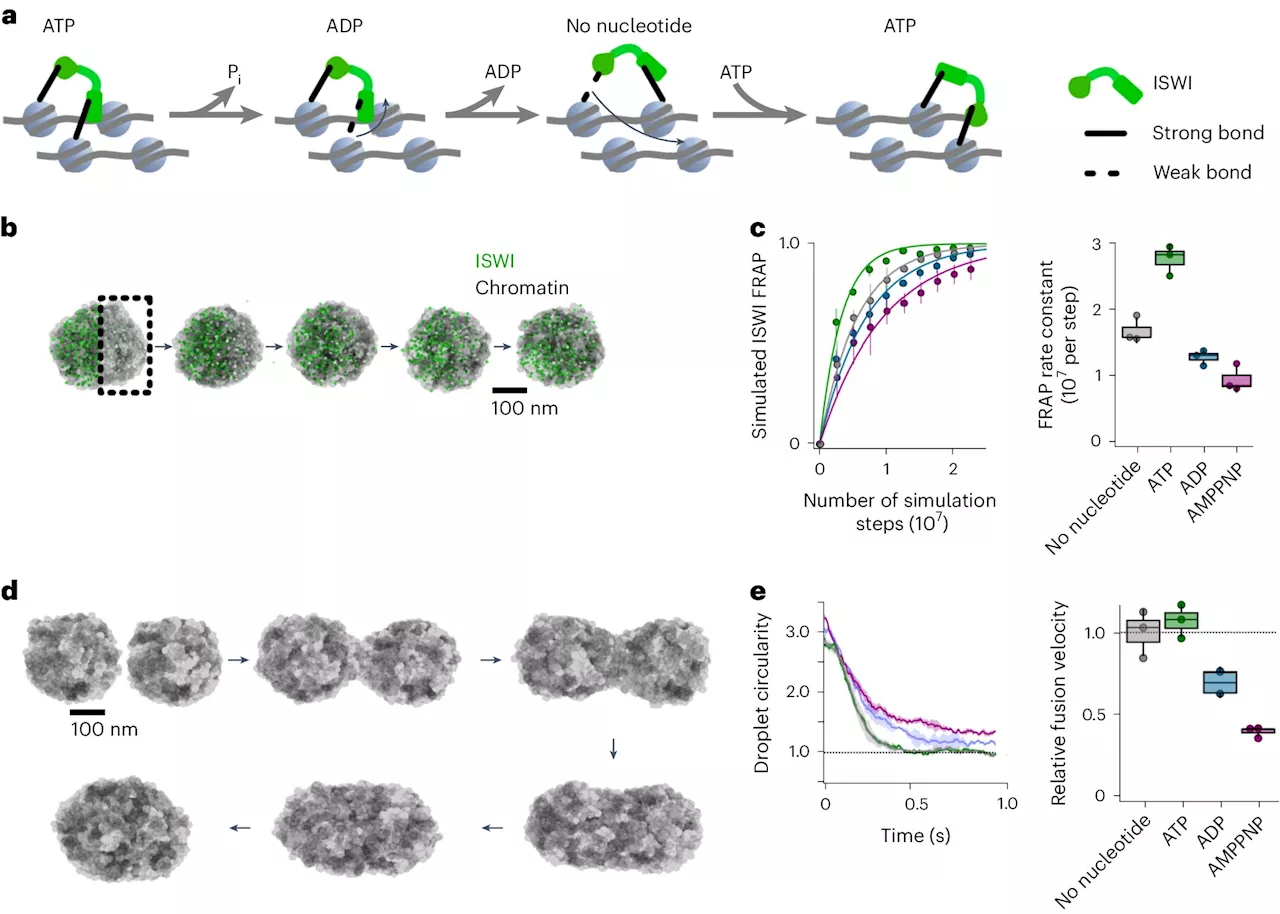 Researchers decipher how an enzyme modifies the genetic material in the cell nucleus