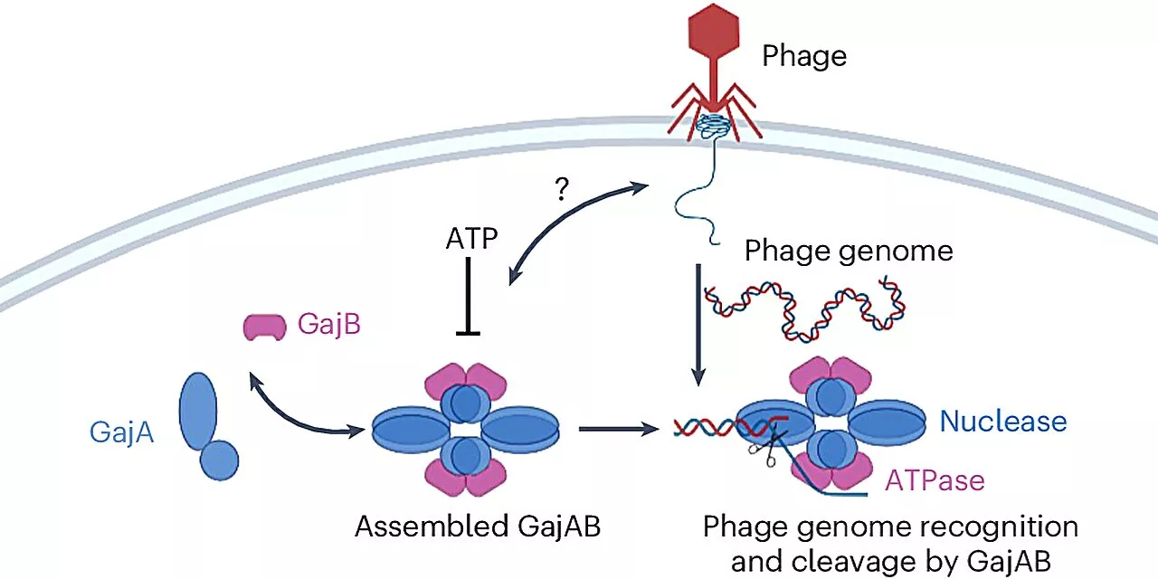 Study details a common bacterial defense against viral infection