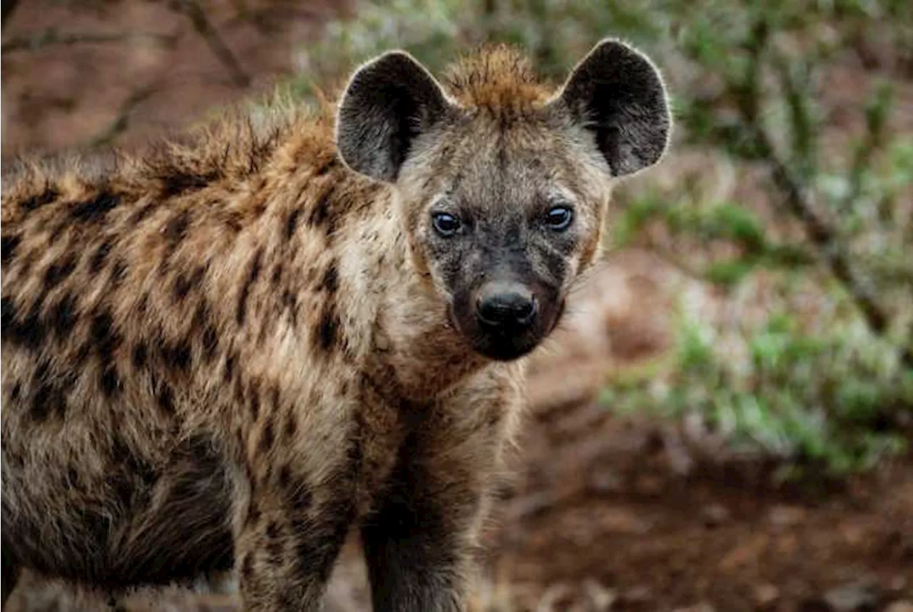 A Fresh Look at Nature’s Misunderstood Carnivores — Hyenas