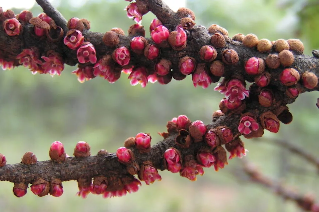 Global study maps most detailed tree of life yet for flowering plants