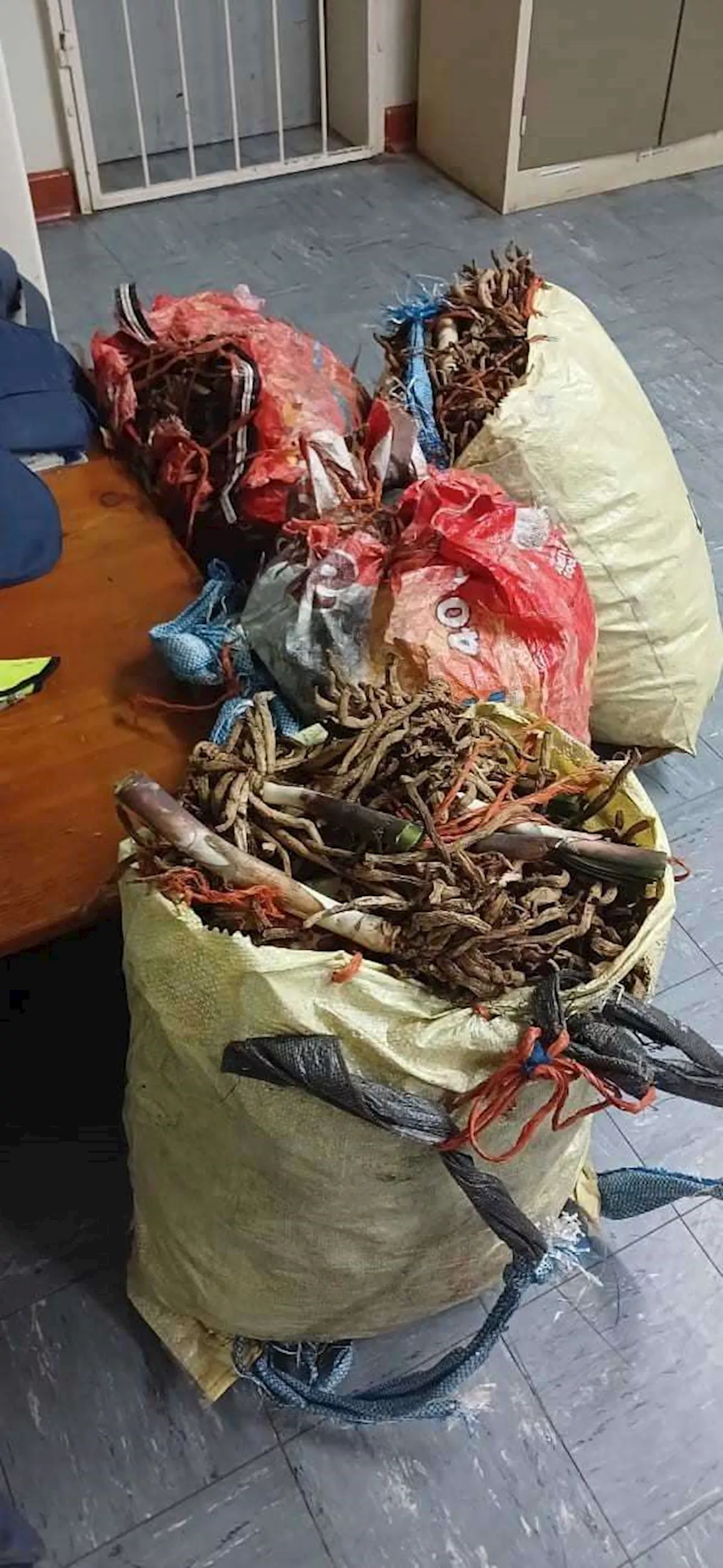 Police confiscated protected plants with an estimated street value of R2,4 Million