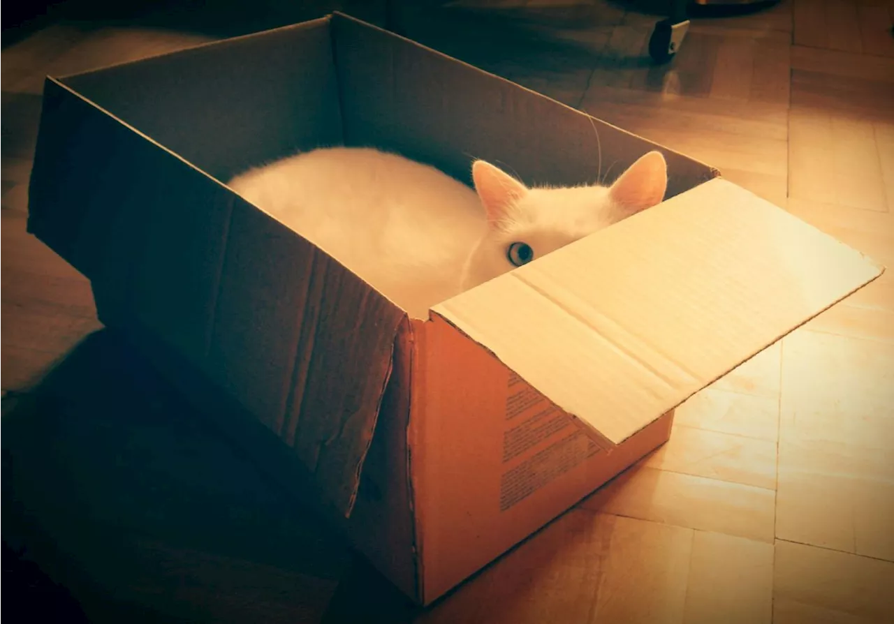 Cat hides in Amazon return package – then ends up in California 700 miles from home