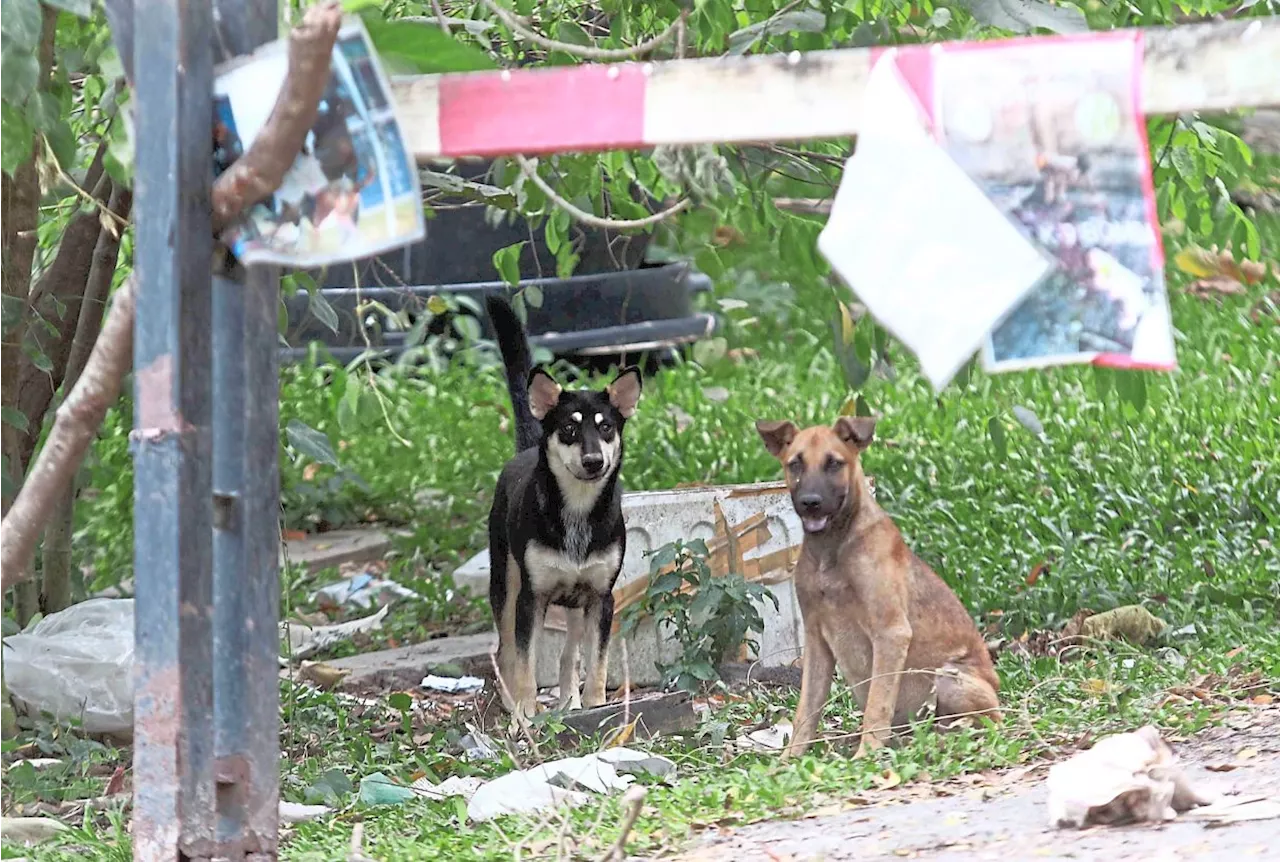 NGOs must ensure dogs taken from pound don’t end up back on Ipoh’s streets, says Perak exco member