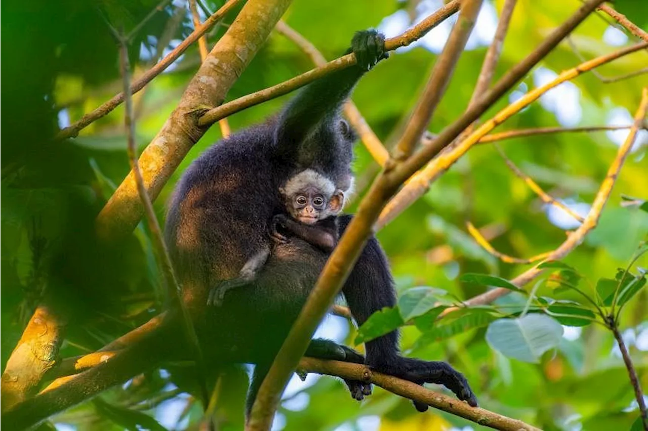 Local Raffles’ banded langur population welcomes new male infant