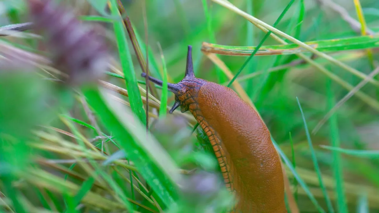 Pflanzen gegen Schnecken: Diese Sorten halten die Tiere fern