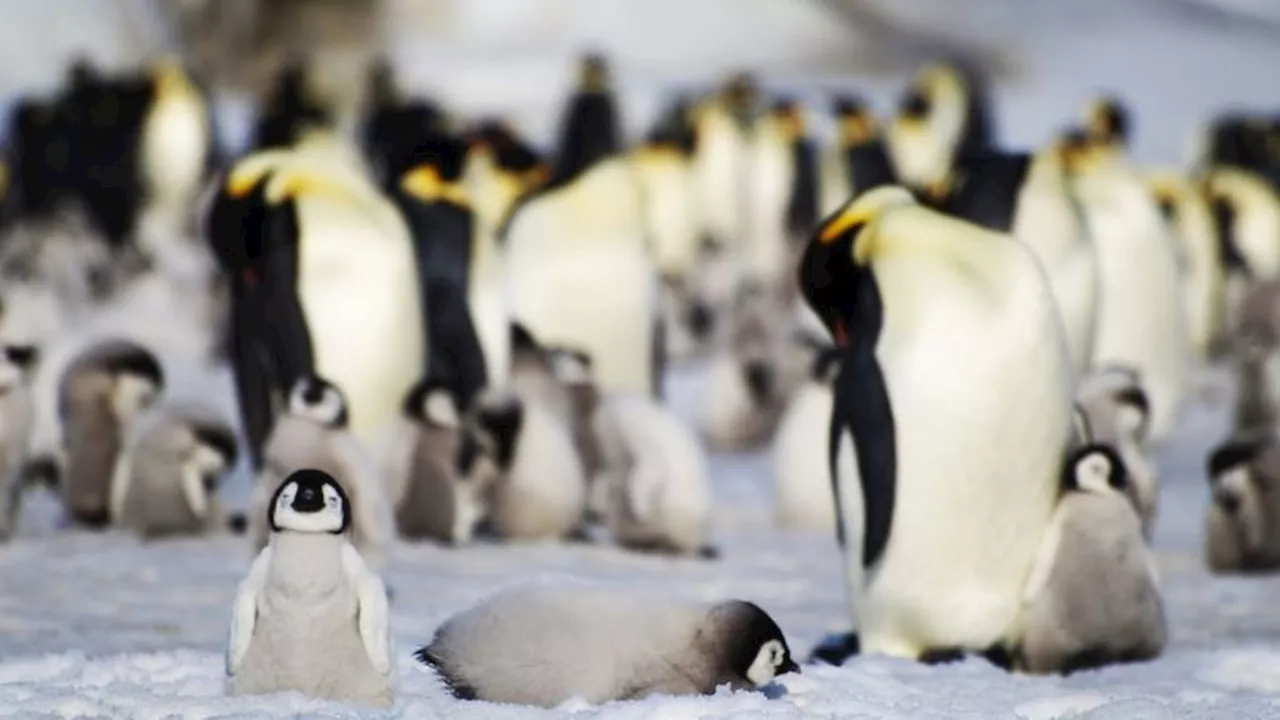 Tiere: Eisschwund bringt tausenden Kaiserpinguin-Küken den Tod