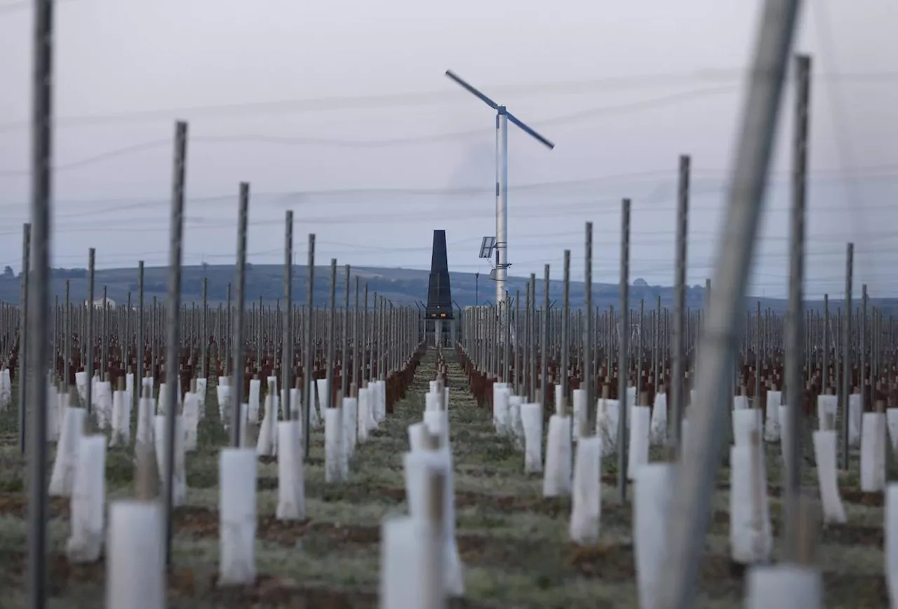 Viticulture : dans les deux Charentes, le gel a causé quelques dégâts dans les vignes