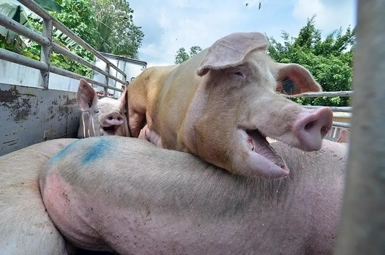 Garcia lifts ban on entry of pigs, pork from Negros Oriental