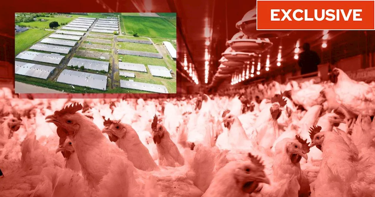 US-style chicken mega-farms supplying McDonald’s and Tesco spark toxic gas surge