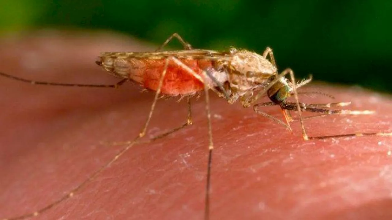 Ksus Malaria di Indonesia Tertinggi Kedua Setelah India, Terbanyak di Indonesia Timur