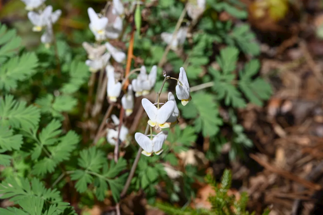 This tiny flower teaches us all we need to know about growing old