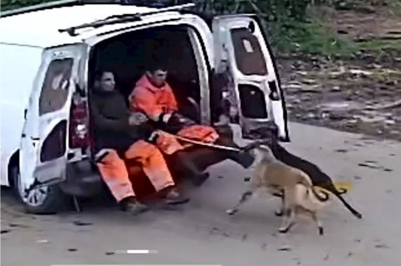 Men injured woman and damaged farm machinery after using dogs to hunt on private land