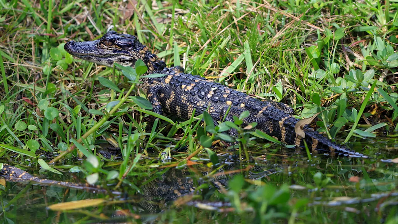 Wally, the Pennsylvania-based emotional support alligator, reported stolen by owner