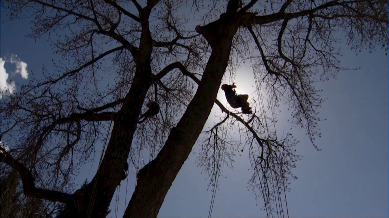 Tree climbing company hopes to take people's perspectives to new heights